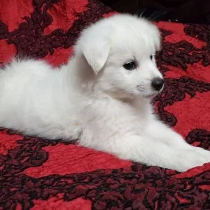 Puppy s for sale