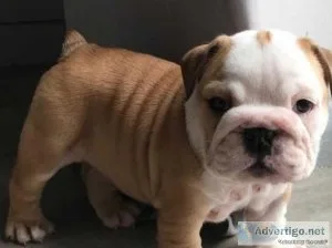 Beautiful English bulldog puppies