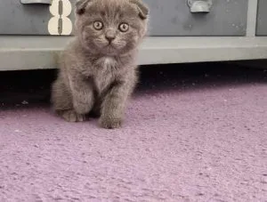 Scottish Fold Kittens for Sale