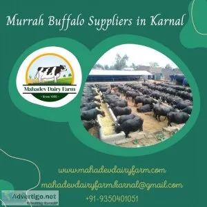 Murrah Buffalo Suppliers in Karnal  Mahadev Dairy Farm