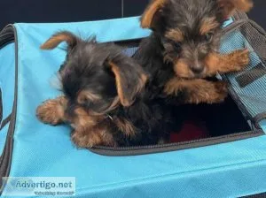 2 boys and 2 girls Yorkshire terriers