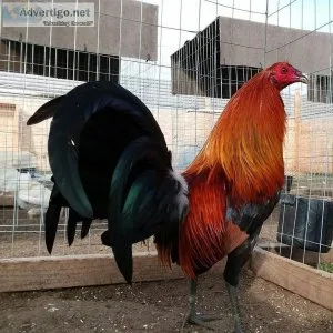 GAMEFOWL FOR SALE