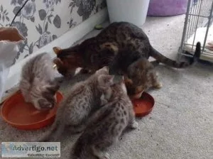 4 bengal kittens for sale