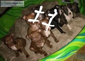Pitbull Puppies