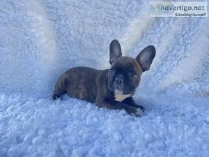 French Bulldog Puppies