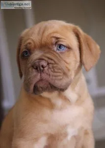 Champion lineup French mastiff puppies...7300930479