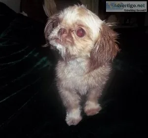 Shih Tzu Puppies and Adult