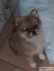 Pomeranian puppies
