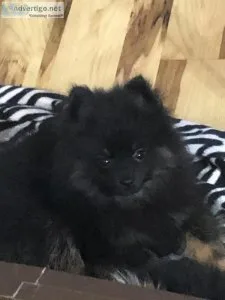 Male Black and Tan 3 months old