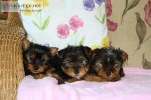 Adorable Yorkie Puppies Available