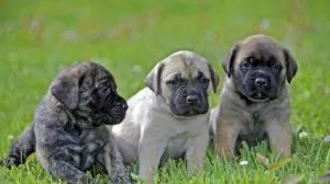 Champion lineup English mastiff puppies...7300930479