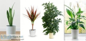 Artificial plants at wholesale price online