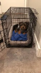 8 weeks yorkies available at %20 discount price