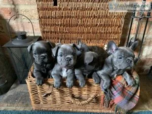 Solid Blue French Bulldog Puppies