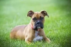 Champion lineup Boxer puppies...7300930479