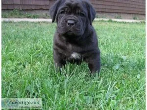 Champion lineup Cane corso puppies...7300930479