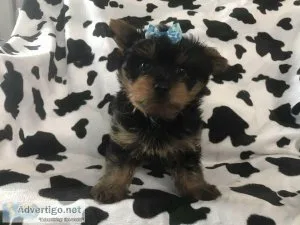 Teacup Yorkiepoos