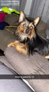 YorkiePom