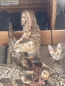 Beautiful pedigree bengal kittens ready now