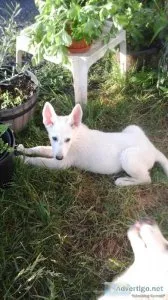 WHITE GERMAN SHEPHERD PUPPIES