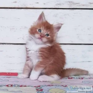 Good Looking Maine Coon Kittens