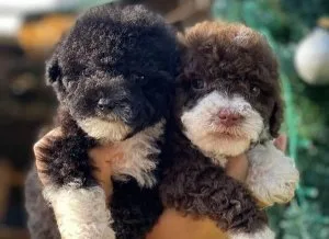 Chocolate Poodles