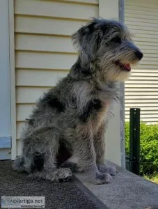Sherman the Schnoodle