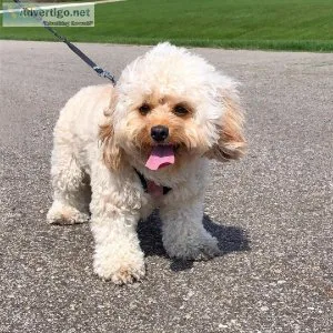 Two Wonderful cavapoo Puppies