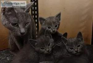 Healthy Russian Blue
