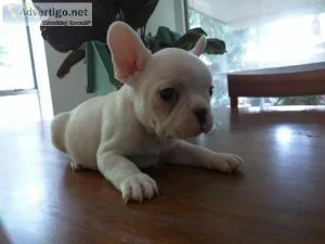 French Bulldogs Pups