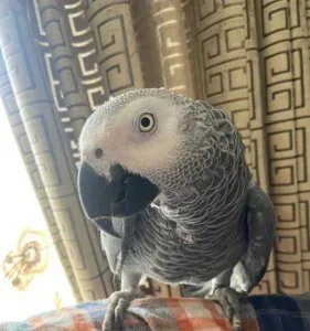 african grey parrot talking Fully tamed