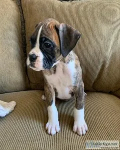 Attractive boxer Puppies