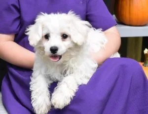 Maltipoo Puppies Ready for a New Home