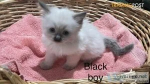 LOVELY PEDIGREE RAGDOLL KITTENS