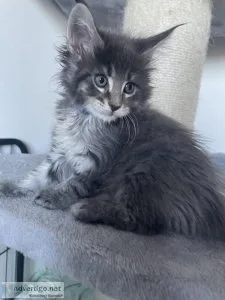 Maine Coon kittens TICA registered