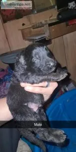All black long hair high quality German Shepherd