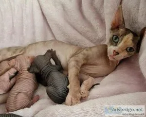 Beautiful Sphynx kittens ready