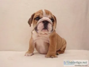 English Bulldog Puppies