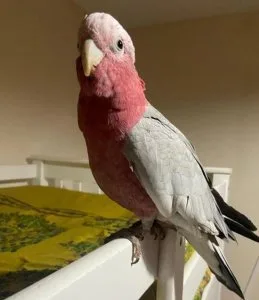Gorgeous tamed gallah cocktoo