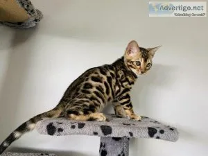 Tica Registered Bengal Kittens