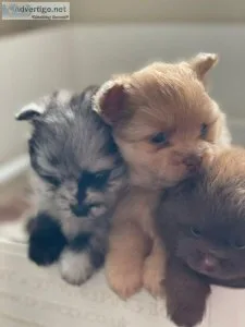 16 Week Old Pomeranian Puppies - Vaccinated and Microchipped