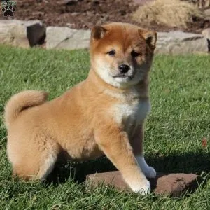 Shiba Inu for Sale puppy