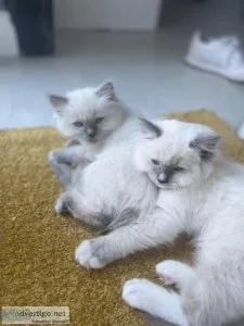 Ragdoll kittens are looking for home