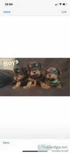 Yorkshire terrier pups for sale