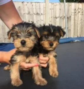 Beautiful Teacup Yorkie Puppies for Adoption