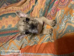 Akc Merle Frenchie female