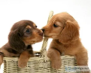 Healthy Dachshund Puppies Re-Homing