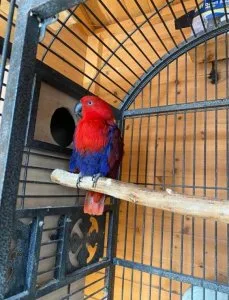 Playful Tamed Eclectus Parrots Ready to goo
