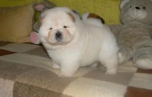 Chow chow puppies for sale