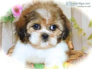 Chicago Shih Tzu Babies. Nonshedding. Financing.